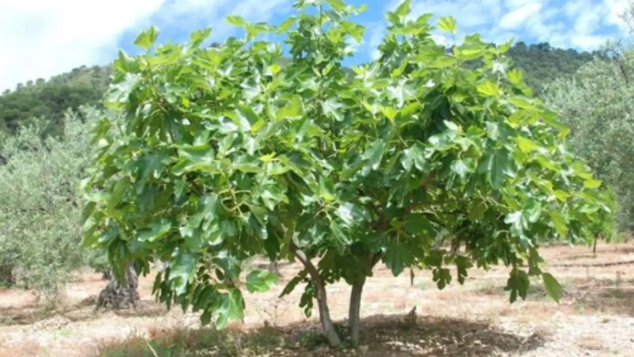 Quando si deve potare la pianta di fico: ecco la risposta dell’esperto