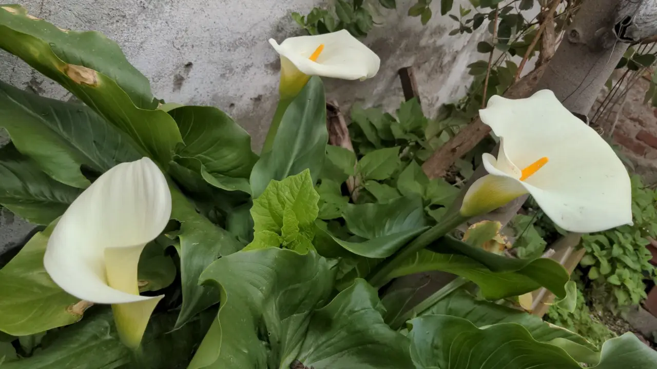 Questa pianta porta molta sfortuna: ecco quale