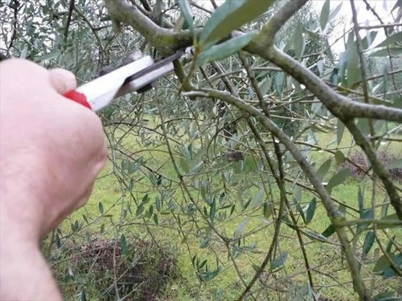 L’errore che fanno tutti potando l’ulivo e che rovina la produzione: ecco il metodo giusto