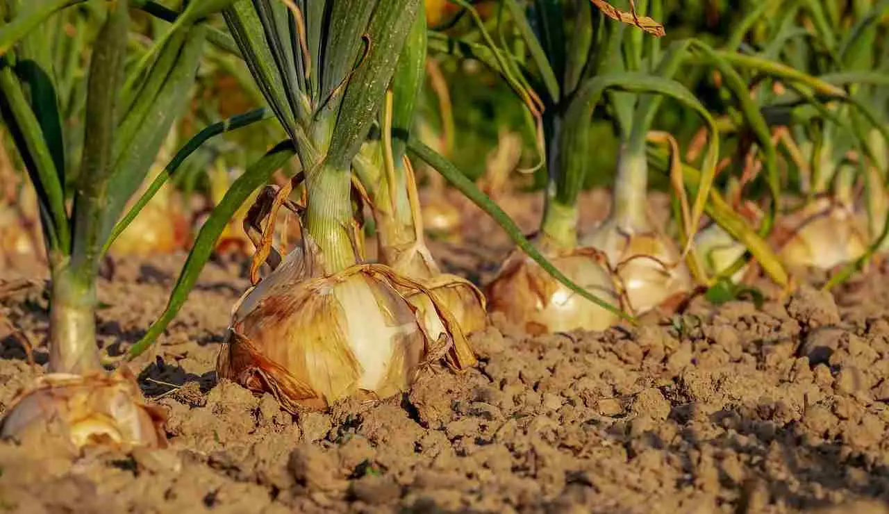 Quando piantare le cipolle: ecco la data perfetta