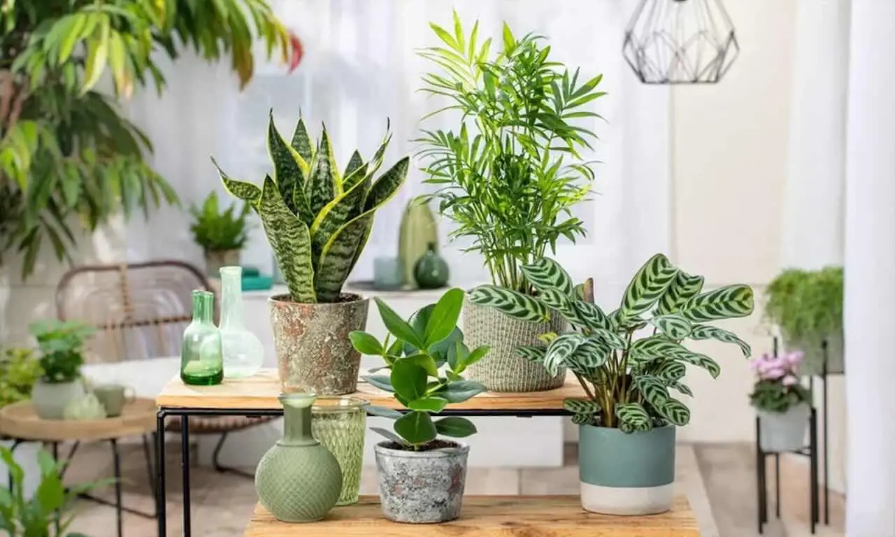 Piante che portano sfortuna in casa: ecco quali sono