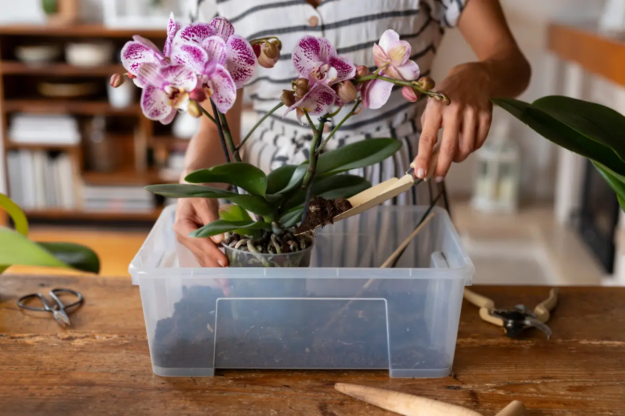 Come bagnare le orchidee: il metodo innovativo del giardiniere