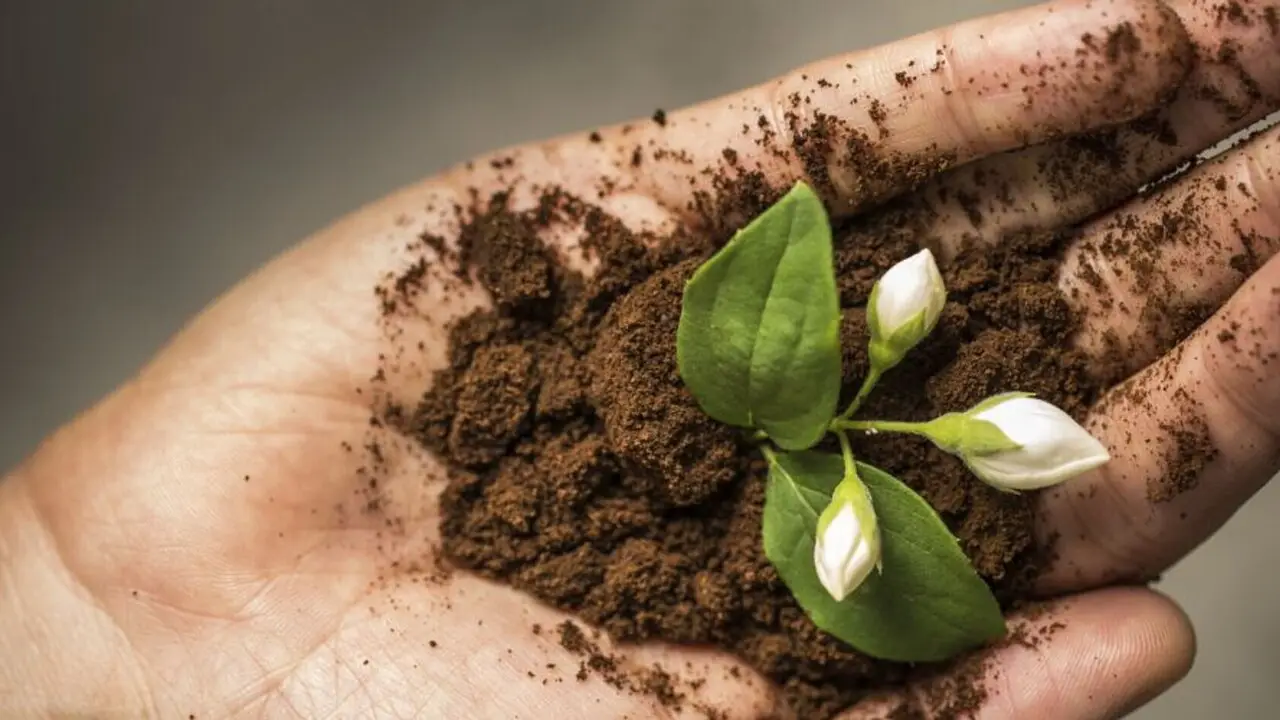 Non solo concime: ecco le 7 piante che esplodono di fioriture usando il fondo di caffè