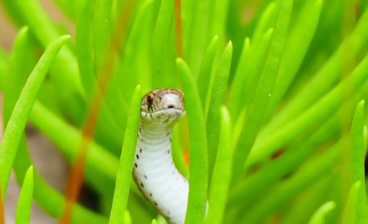 Serpenti in giardino: ecco da quali piante sono attirati, lo sapevi?