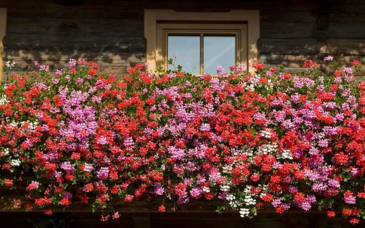 Fiori da balcone resistenti al freddo: ecco quali mettere